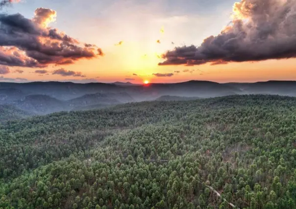 El bosque de Durango y sus 5 árboles más comunes, ¿identificas alguno?