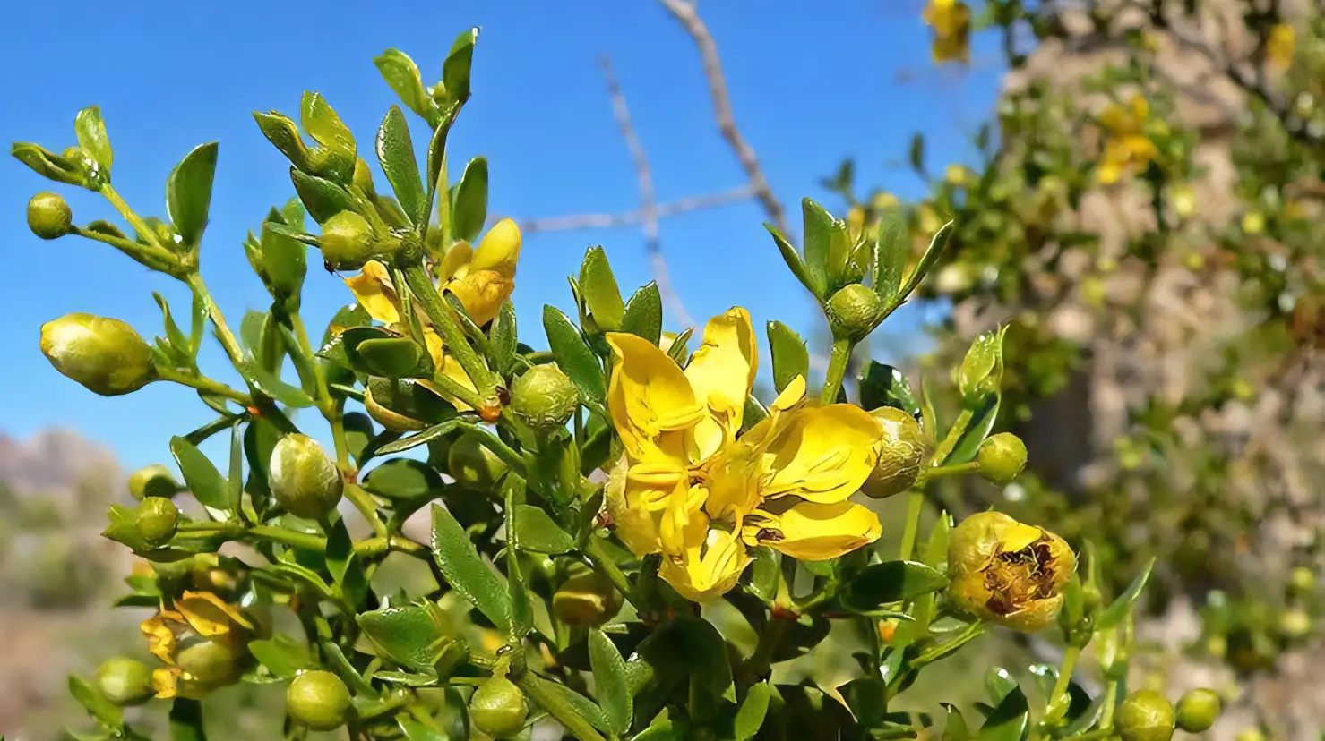 La gobernadora es una planta nativa que, por siglos, se ha usado en la herbolaria de México. Foto: Estampas de Chihuahua