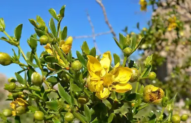 La planta nativa que abunda en Durango y que es medicinal, ¿la conoces?
