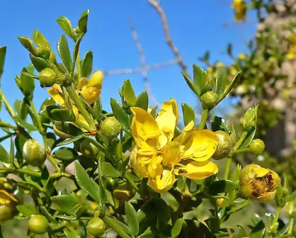 La planta nativa que abunda en Durango y que es medicinal, ¿la conoces?