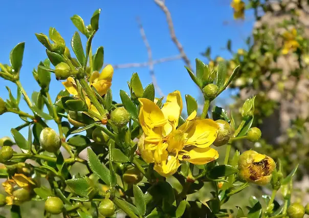 La planta nativa que abunda en Durango y que es medicinal, ¿la conoces?