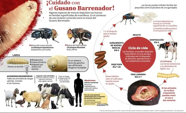 Foto: CENASICA