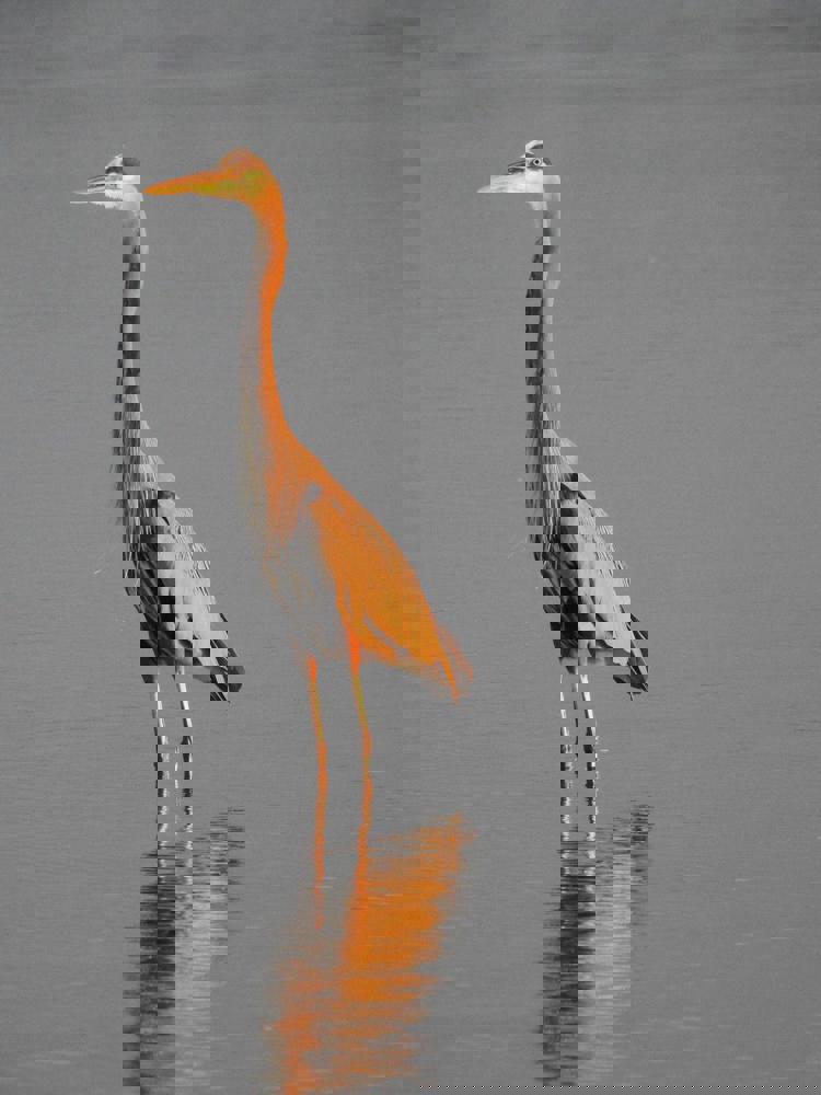 imagen-cuerpo imagen-cuerpo