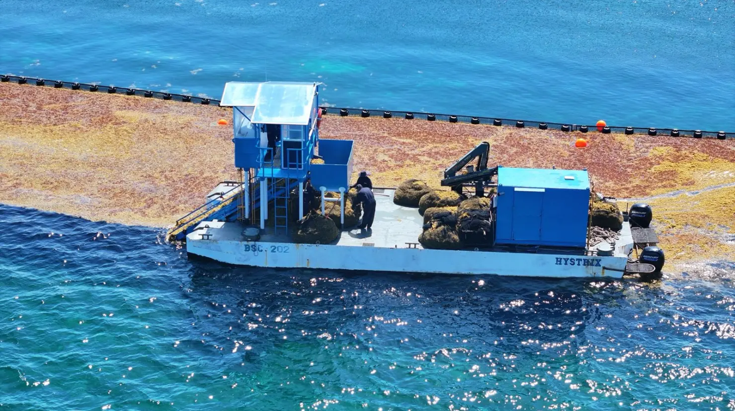 Inicia SEMAR Operación Sargazo 2025 en costas del Caribe Mexicano. Foto: SEMAR