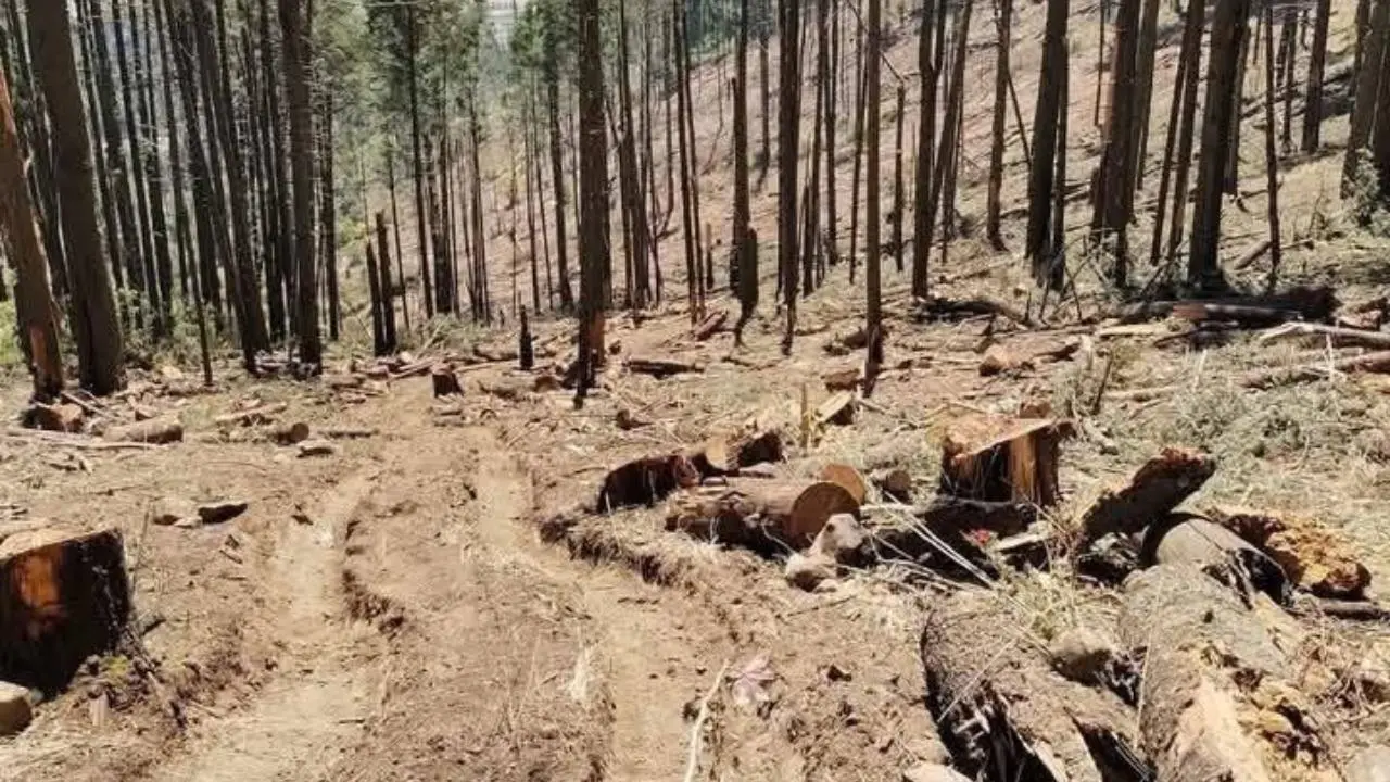 Tala ilegal en Edomex: 25 municipios enfrentan una batalla por sus bosques. Foto: QPM Edomex/Diario Primer Cuadro