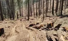 Tala ilegal en Edomex: 25 municipios enfrentan una batalla por sus bosques