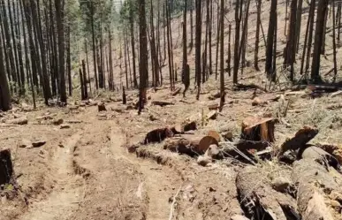 Tala ilegal en Edomex: 25 municipios enfrentan una batalla por sus bosques