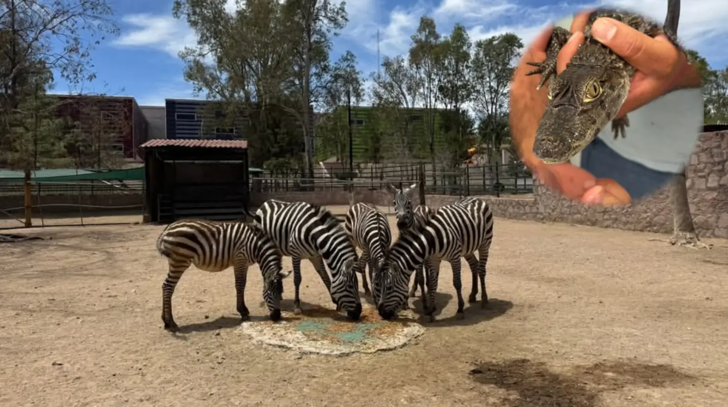 Foto: Facebook/ Zoologico Sahuatoba Durango |Estas son las nuevas crías que nacieron en el zoológico de Durango.