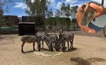Nacen nuevos ejemplares en el zoológico de Durango