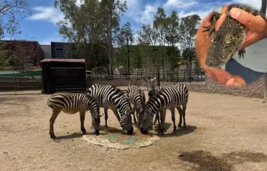 Nacen nuevos ejemplares en el zoológico de Durango