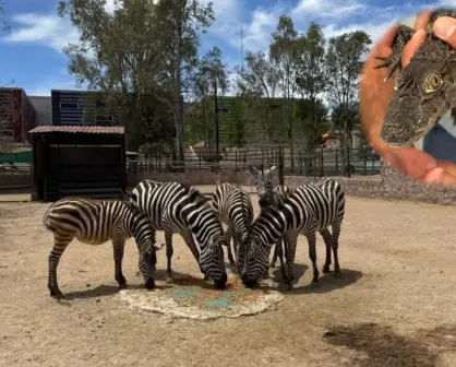 Nacen nuevos ejemplares en el zoológico de Durango