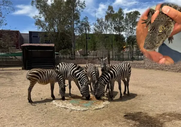 Nacen nuevos ejemplares en el zoológico de Durango