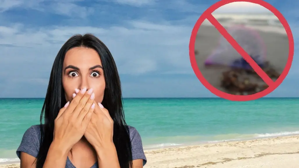 Es el peligroso animal nativo de Yucatán que se puede encontrar en las playas de la península