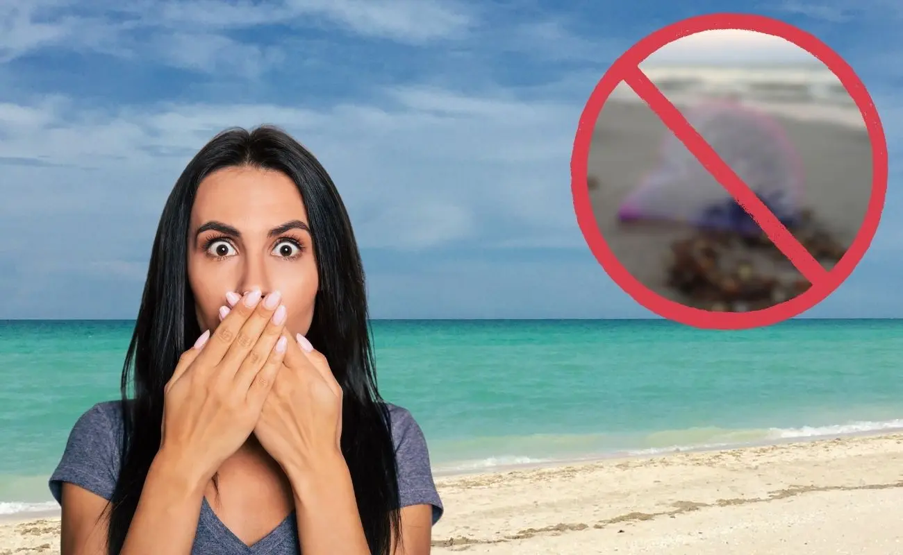 ¿Qué es la carabela portuguesa y por qué es tan peligrosa? Foto: Canva