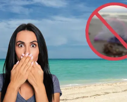 Es el peligroso animal nativo de Yucatán que se puede encontrar en las playas de la península