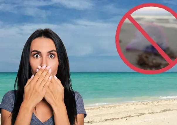 Es el peligroso animal nativo de Yucatán que se puede encontrar en las playas de la península