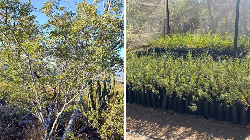 El árbol nativo de Baja California Sur con un gran secreto que lo hace resistir al calor extremo