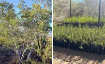 El árbol nativo de Baja California Sur con un gran secreto que lo hace resistir al calor extremo