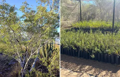 El árbol nativo de Baja California Sur con un gran secreto que lo hace resistir al calor extremo