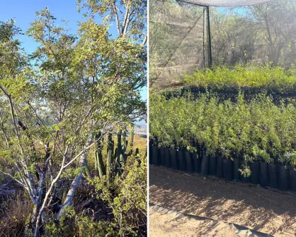 El árbol nativo de Baja California Sur con un gran secreto que lo hace resistir al calor extremo
