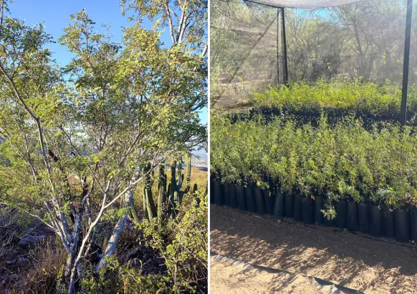 El árbol nativo de Baja California Sur con un gran secreto que lo hace resistir al calor extremo
