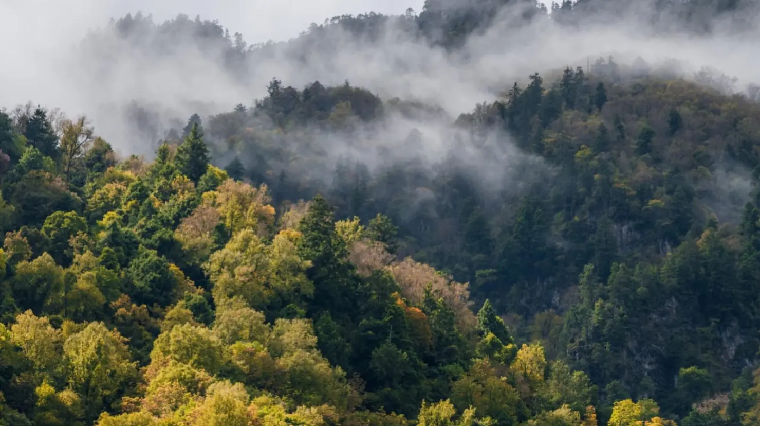Foto: Pixabay | Estos son los árboles del bosque de Durango que son bastante similares entre sí.