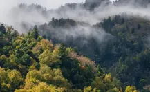 Los árboles del bosque de Durango que se parecen entre sí pero son de diferentes familias