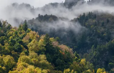 Los árboles del bosque de Durango que se parecen entre sí pero son de diferentes familias