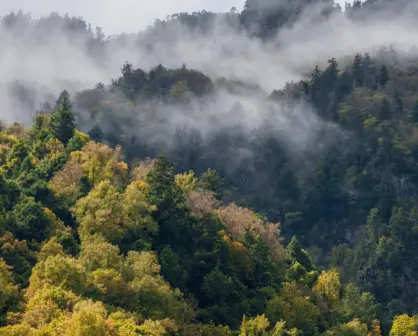 Los árboles del bosque de Durango que se parecen entre sí pero son de diferentes familias