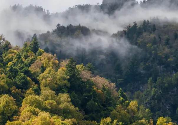 Los árboles del bosque de Durango que se parecen entre sí pero son de diferentes familias