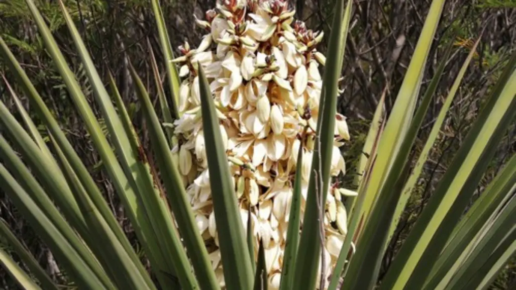 La flor nativa de Tamaulipas que debes comer para prevenir el envejecimiento prematuro