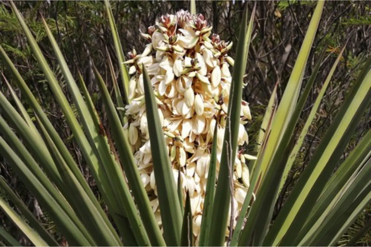 La flor de Chocha se produce en una planta del género Yucca, muy común en el semidesierto de Tamaulipas. Foto: iNaturalist México