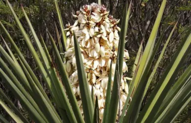 La flor nativa de Tamaulipas que debes comer para prevenir el envejecimiento prematuro