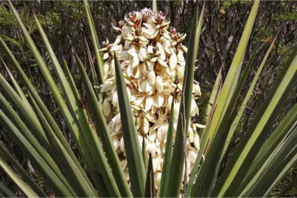 La flor nativa de Tamaulipas que debes comer para prevenir el envejecimiento prematuro