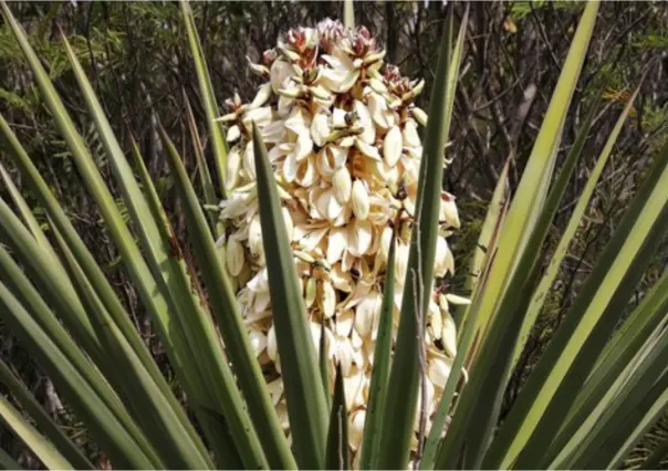 La flor nativa de Tamaulipas que debes comer para prevenir el envejecimiento prematuro