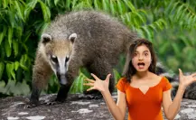 Este es el animal nativo de Coahuila que crea nidos en los árboles para sus crías