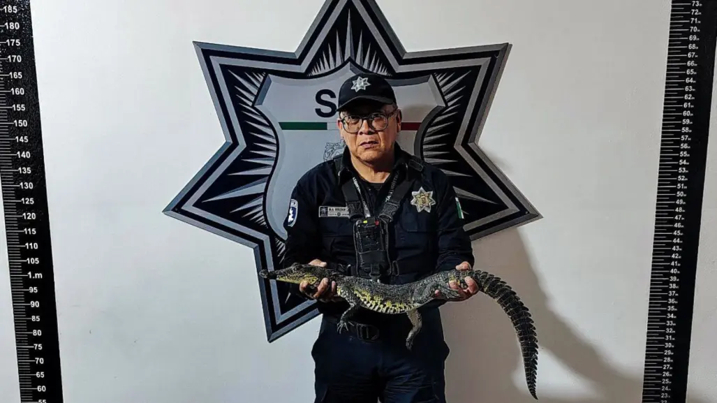 Cómo si fuera basura, dejan a cocodrilo de pantano en pleno zócalo de Puebla