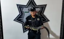 Cómo si fuera basura, dejan a cocodrilo de pantano en pleno zócalo de Puebla