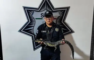 Cómo si fuera basura, dejan a cocodrilo de pantano en pleno zócalo de Puebla