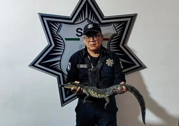 Cómo si fuera basura, dejan a cocodrilo de pantano en pleno zócalo de Puebla