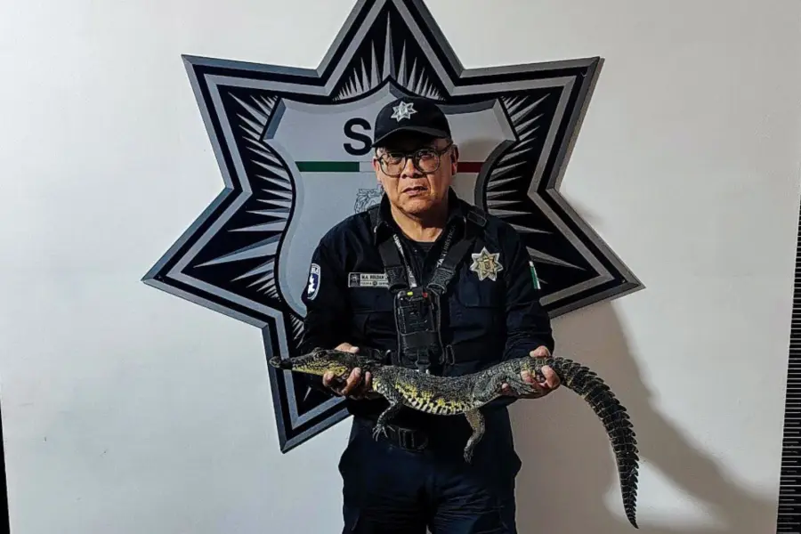 Cómo si fuera basura, dejan a cocodrilo de pantano en pleno zócalo de Puebla