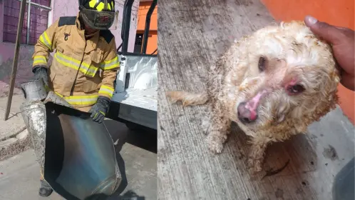 Adulto mayor y su perrita sobreviven a explosión de gas en Ecatepec: esto debes saber para evitarlo