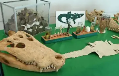 Tampico reafirma su compromiso con la fauna silvestre en la reunión nacional S.O.S. Cocodrilo