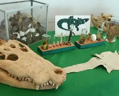 Tampico reafirma su compromiso con la fauna silvestre en la reunión nacional S.O.S. Cocodrilo