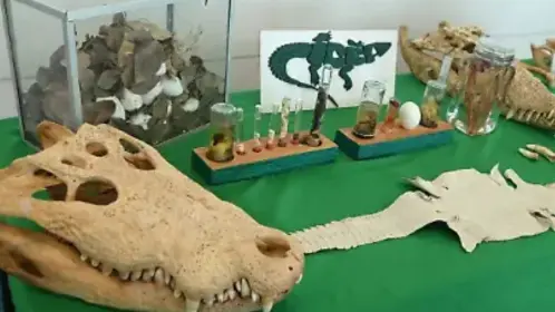 Tampico reafirma su compromiso con la fauna silvestre en la reunión nacional S.O.S. Cocodrilo