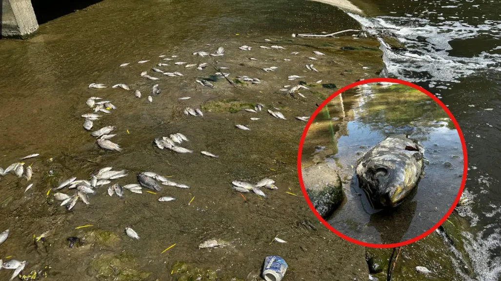 Ecocidio en el Río San Marcos: reportan miles de peces muertos en Güémez