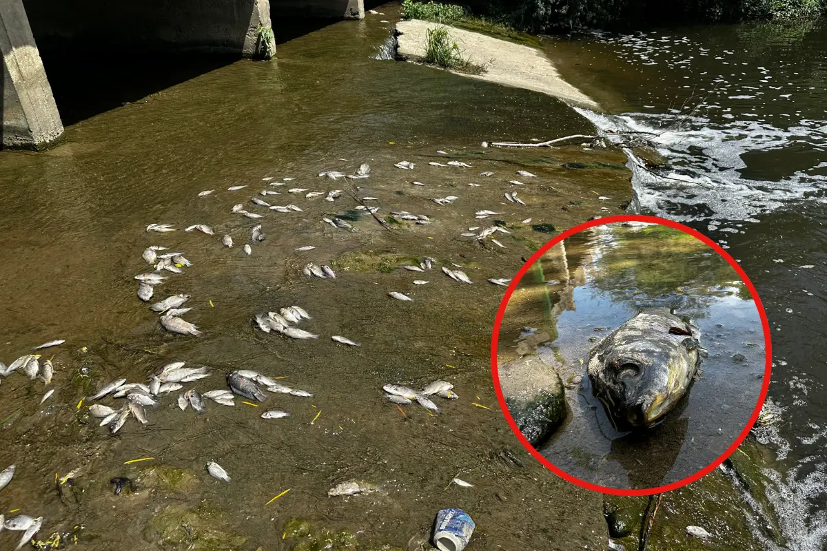 Planta Tratadora de Aguas Residuales daña el ecosistema en uno de los ríos de Güémez, Tamaulipas | Foto: Daniel Espinoza