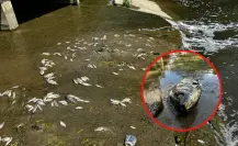 Ecocidio en el Río San Marcos: reportan miles de peces muertos en Güémez