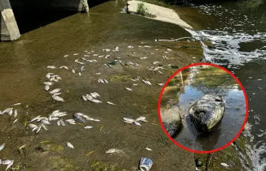 Ecocidio en el Río San Marcos: reportan miles de peces muertos en Güémez