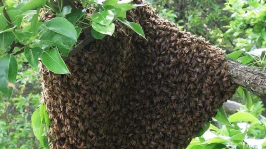 Reportes de enjambres de abejas se incrementan en el sur de Tamaulipas